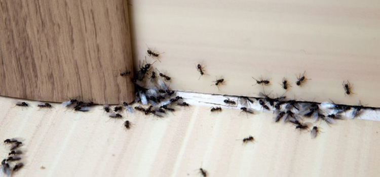 Imagem de diversas formigas passando por baixo de uma porta.